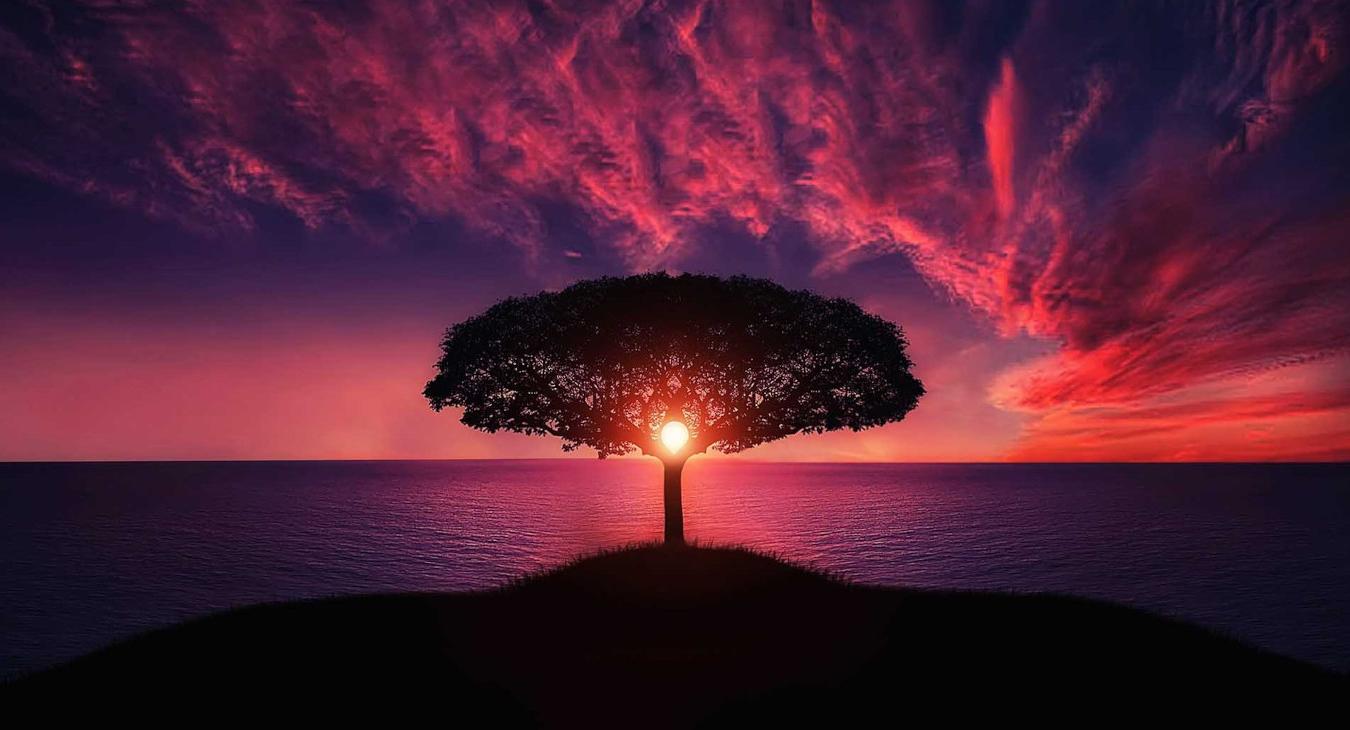 Sunrise Tree Healing